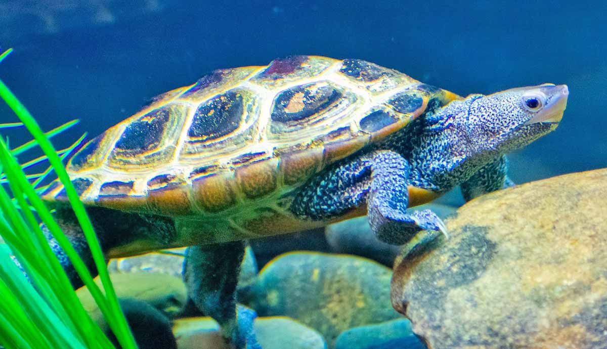 Best Tips on How to Successfully Setup a Turtle Tank