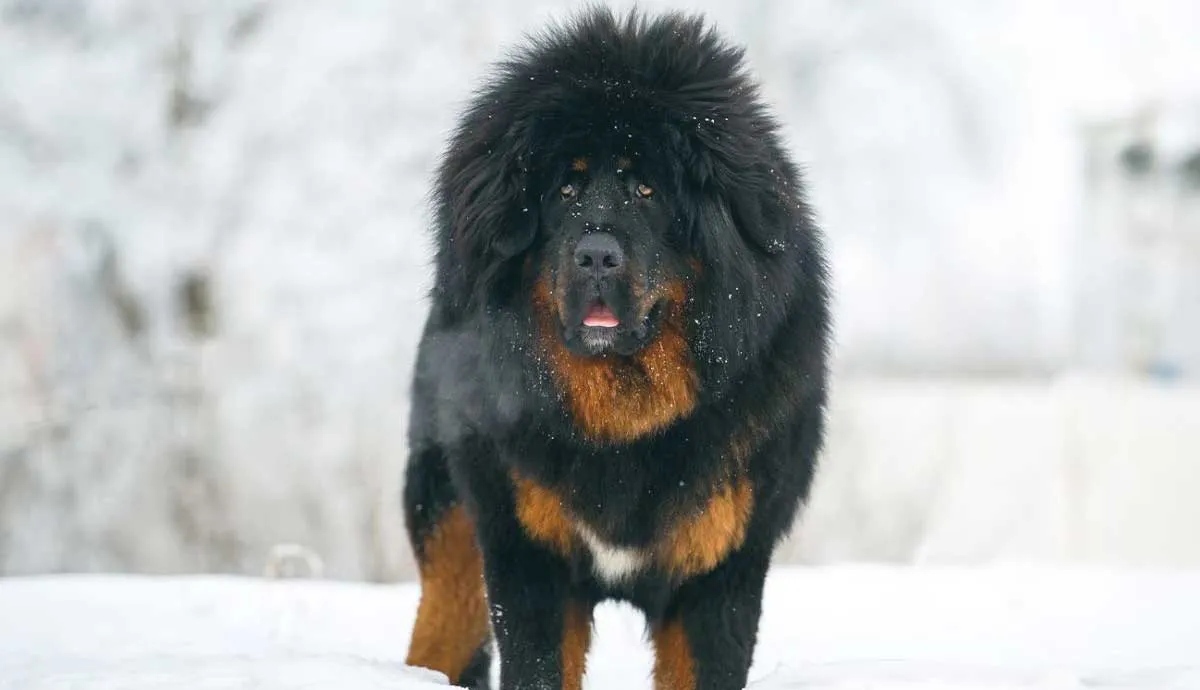 Black and Brown Tibetan Mastiff Dog in Snow