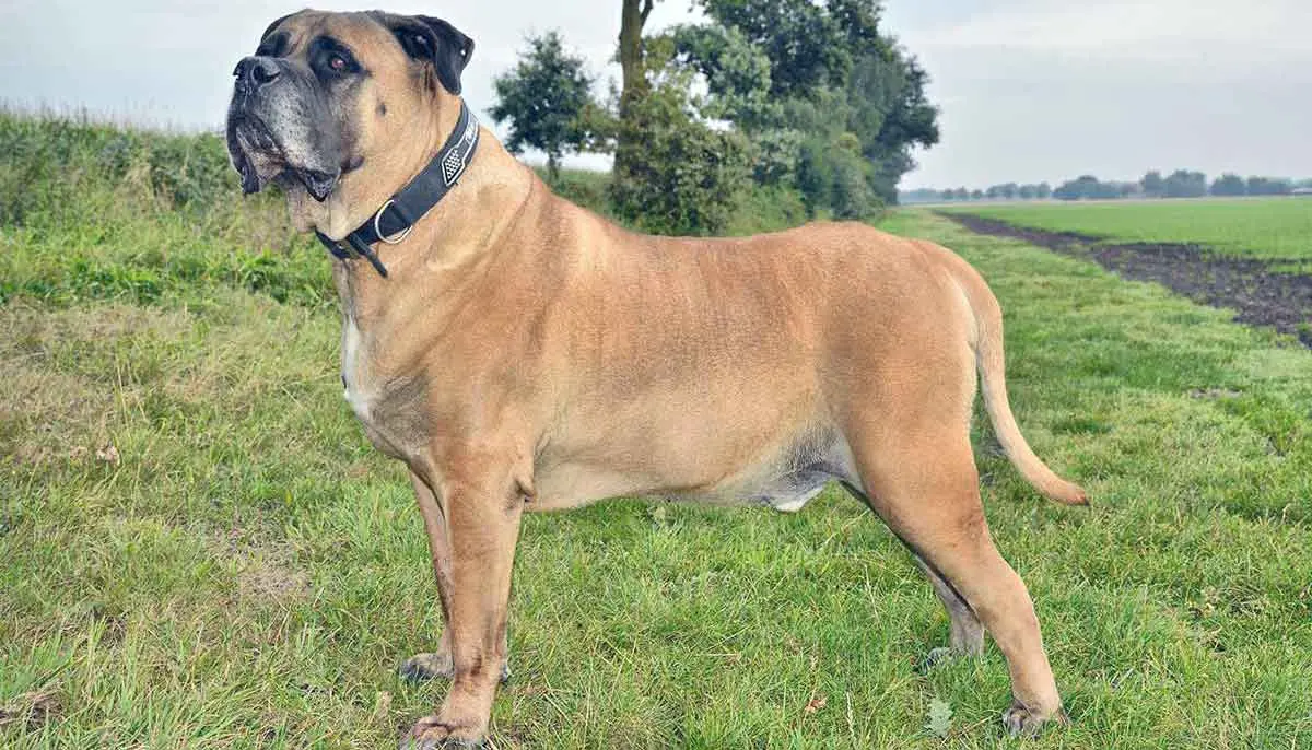 Boerboel Dog Standing on Farm