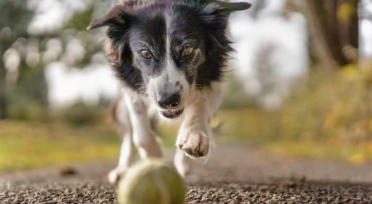Border Collie Dog Chasing Ball