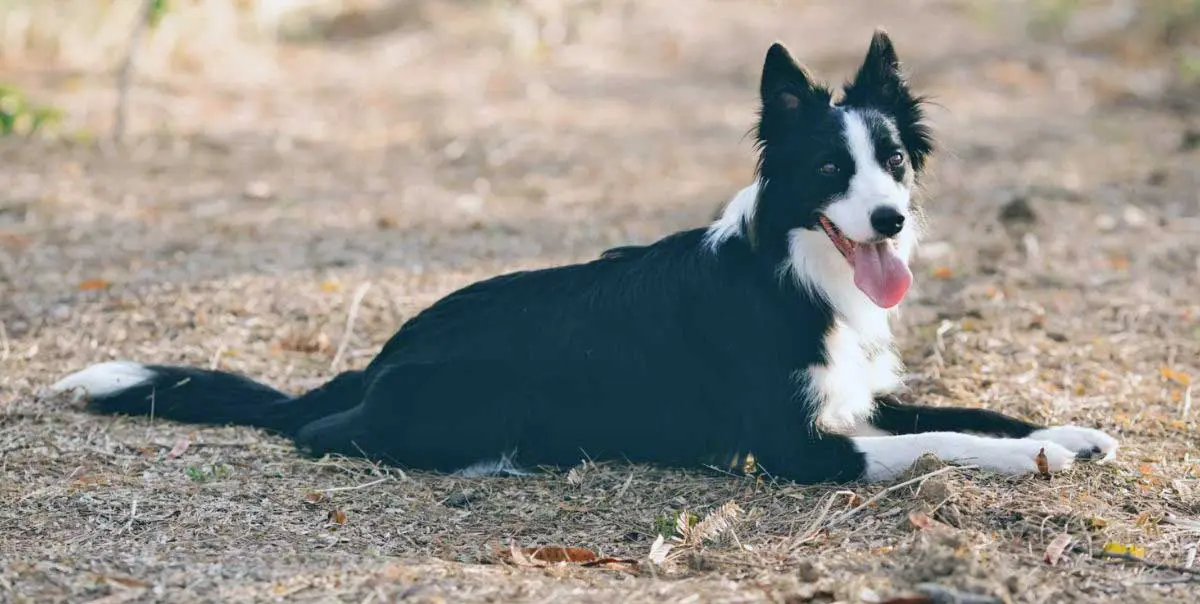 Border Collie