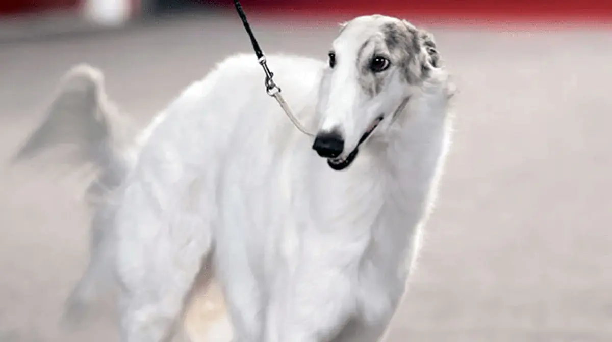 Borzoi show