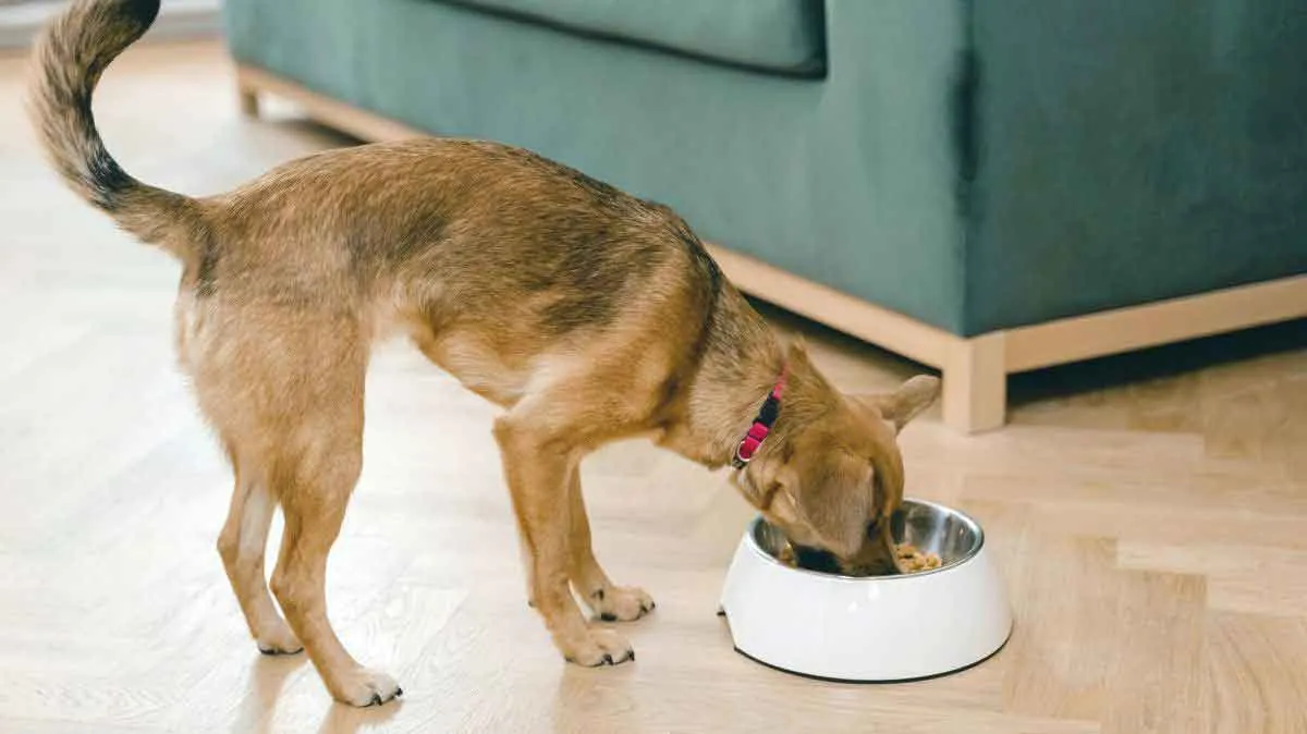 Brown Dog Eating From White Steel Bowl