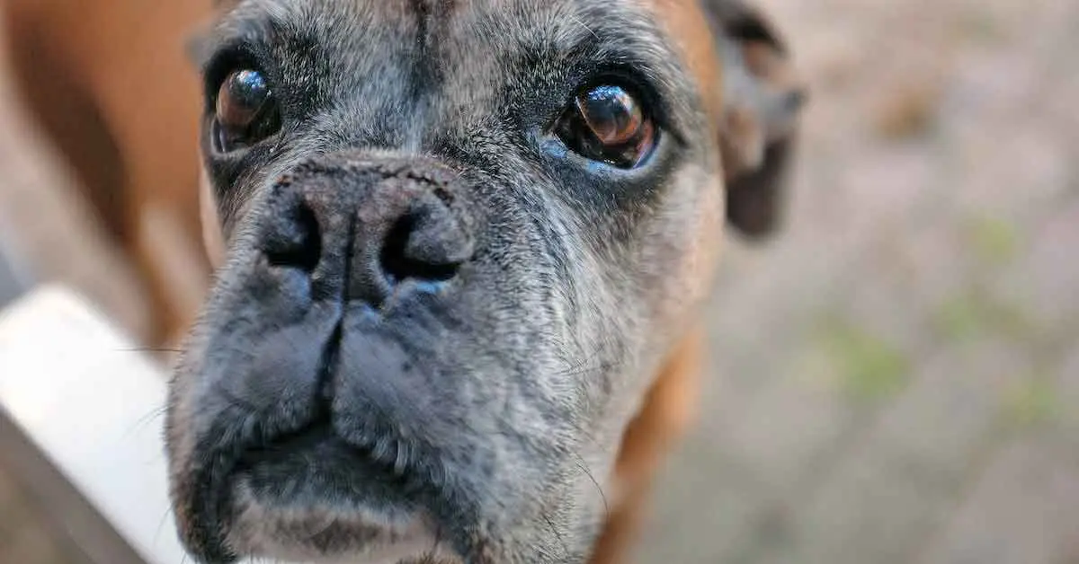 Brown Dog with Grey Muzzle in Yard