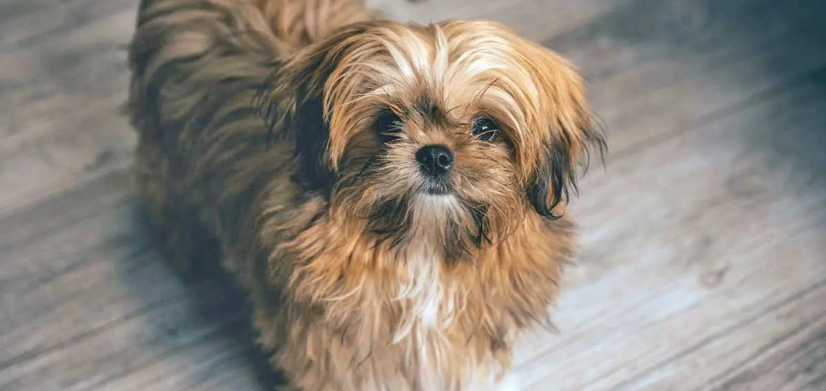 Brown Lhasa