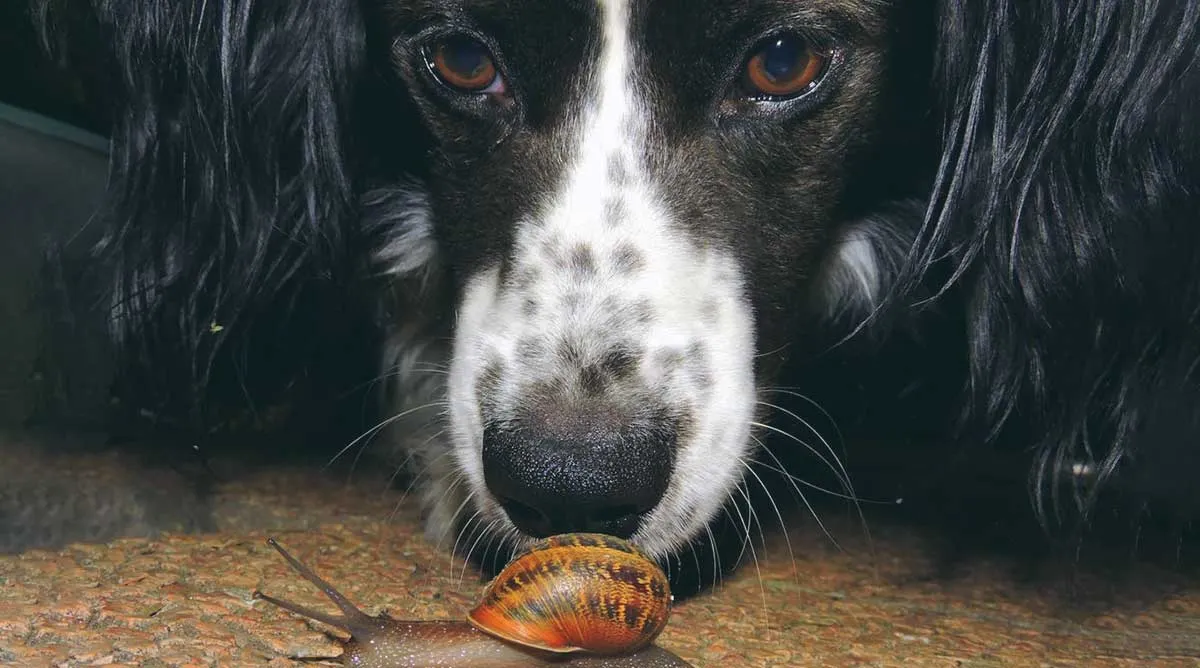 Brown Snail Beside Black and White Dog