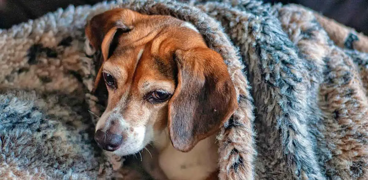 Brown and White Dog Under Blanket