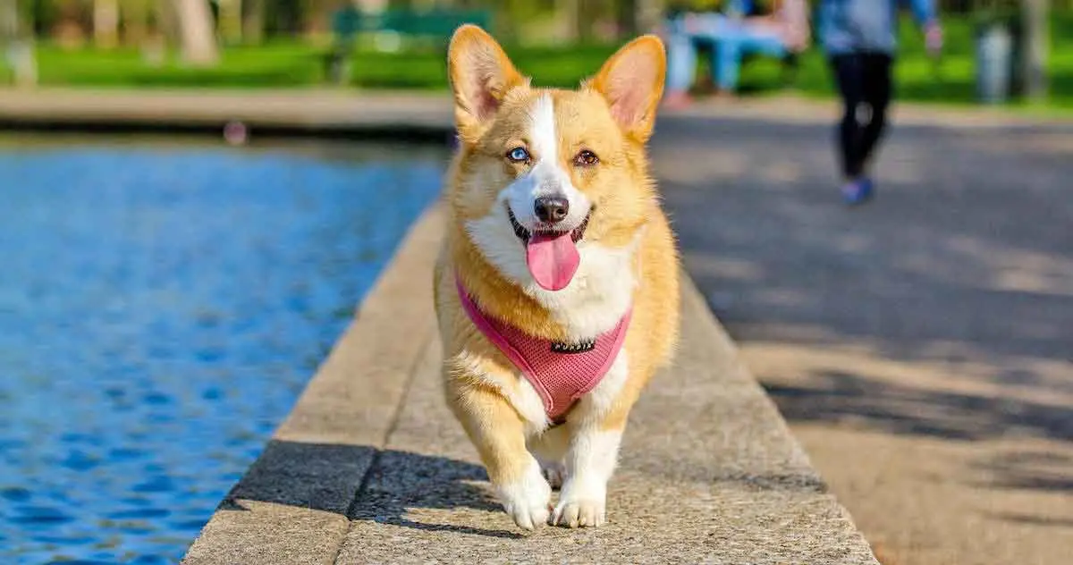 Brown and White Pembroke Welsh Corgi Near Water