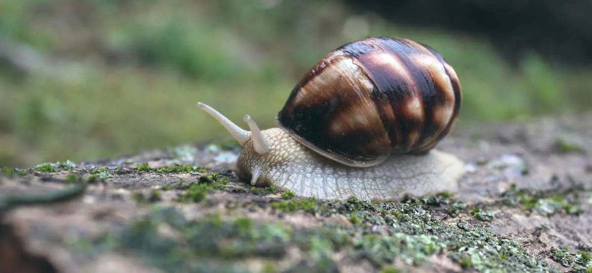 Brown and White Snail on Moss