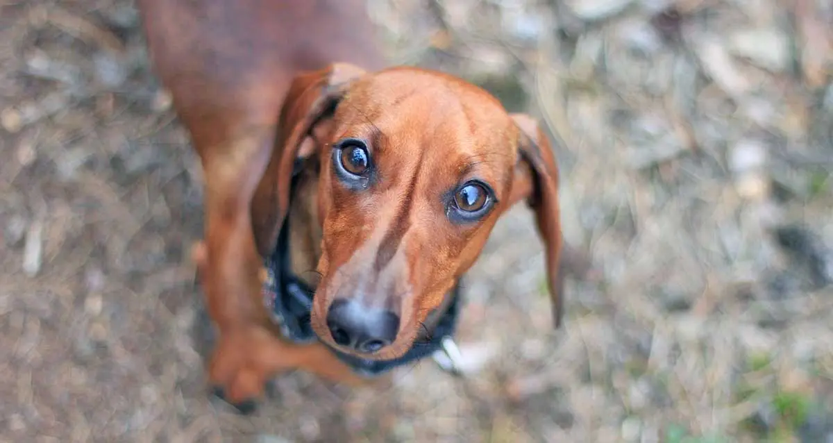 Brown dachshund