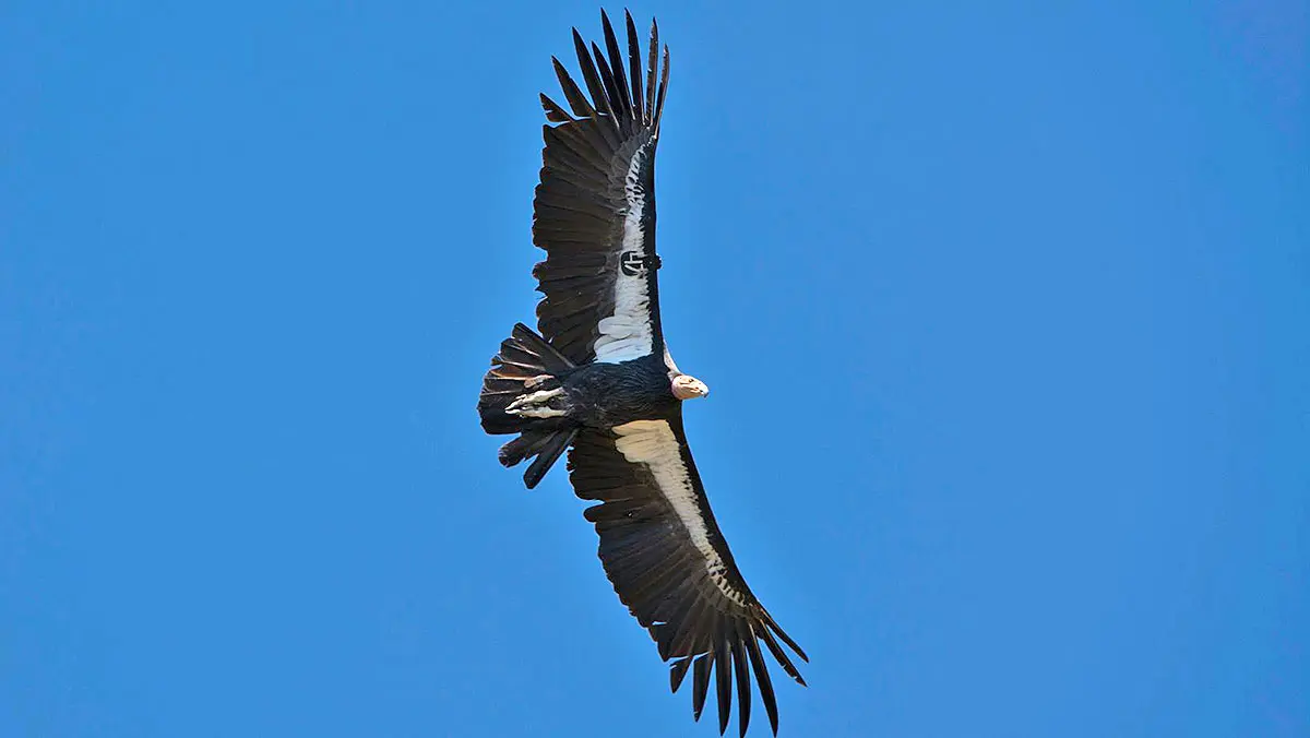 California Condor