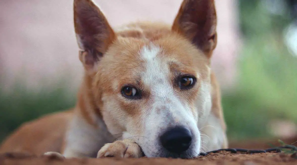 Canaan dog