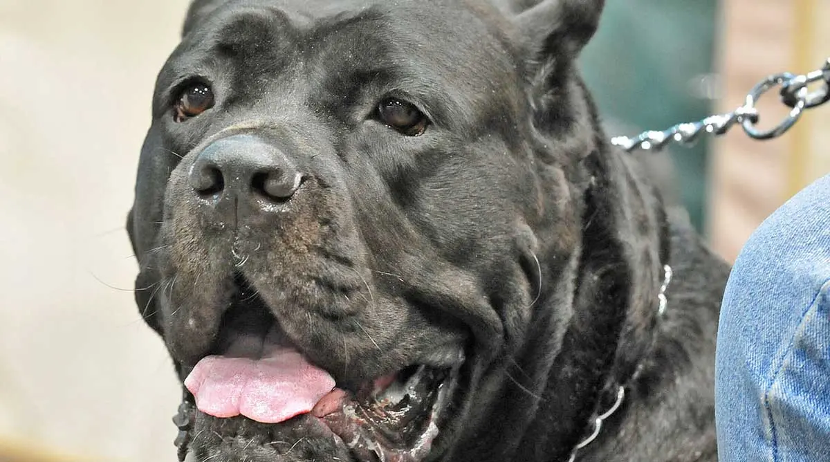 Cane_Corso_head