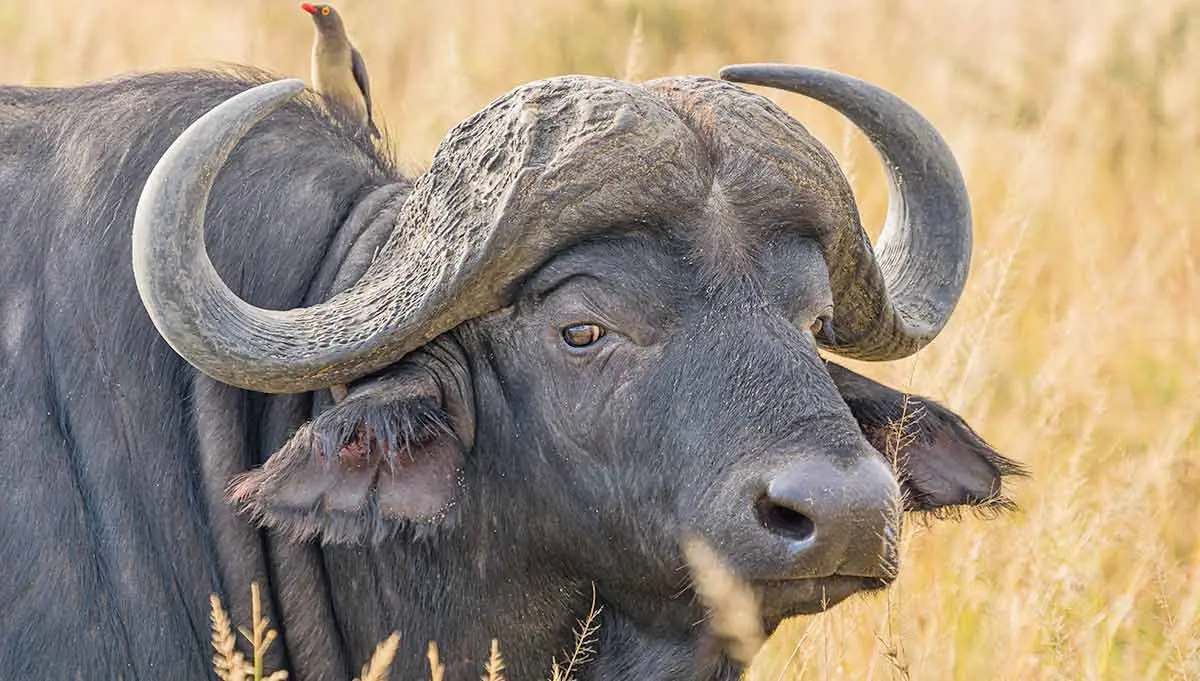 Cape buffalo