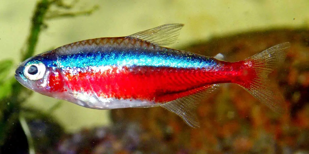 Cardinal tetra swimming