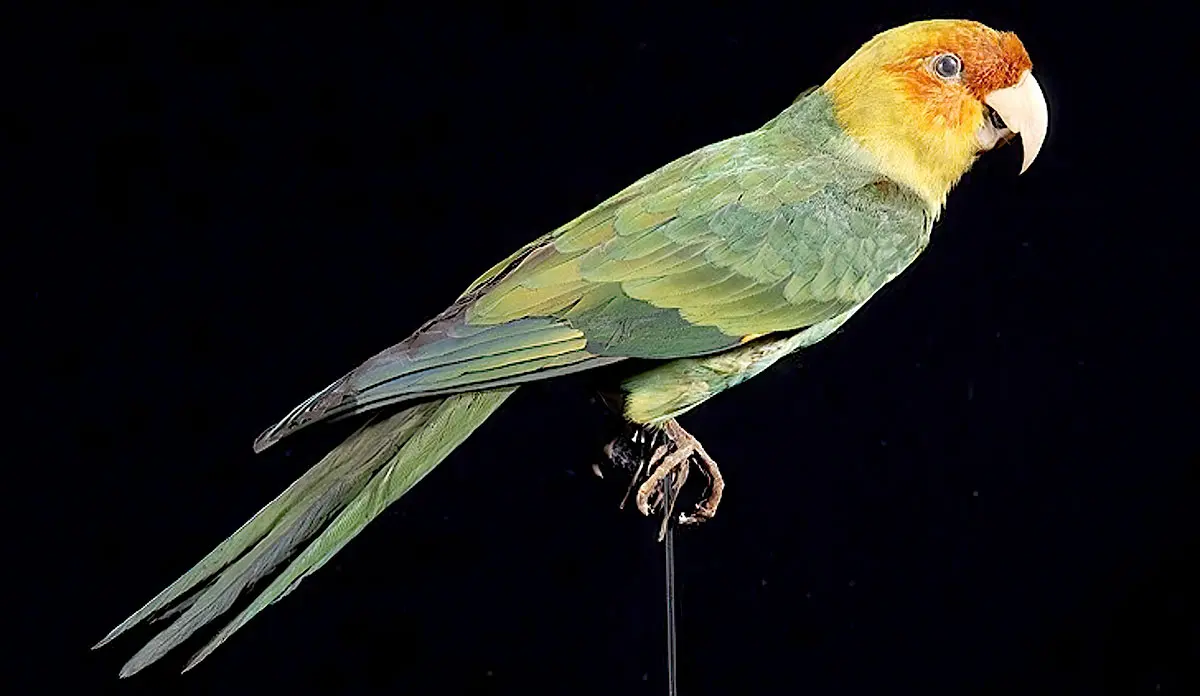 Carolina Parakeet