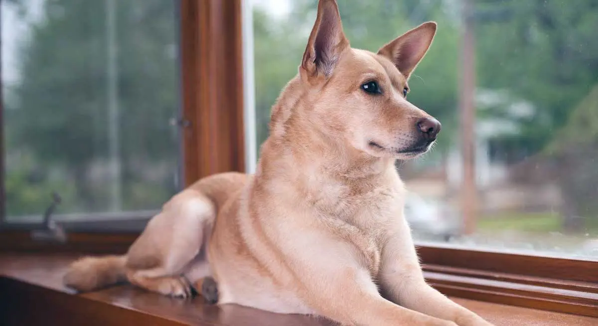 Carolina dog