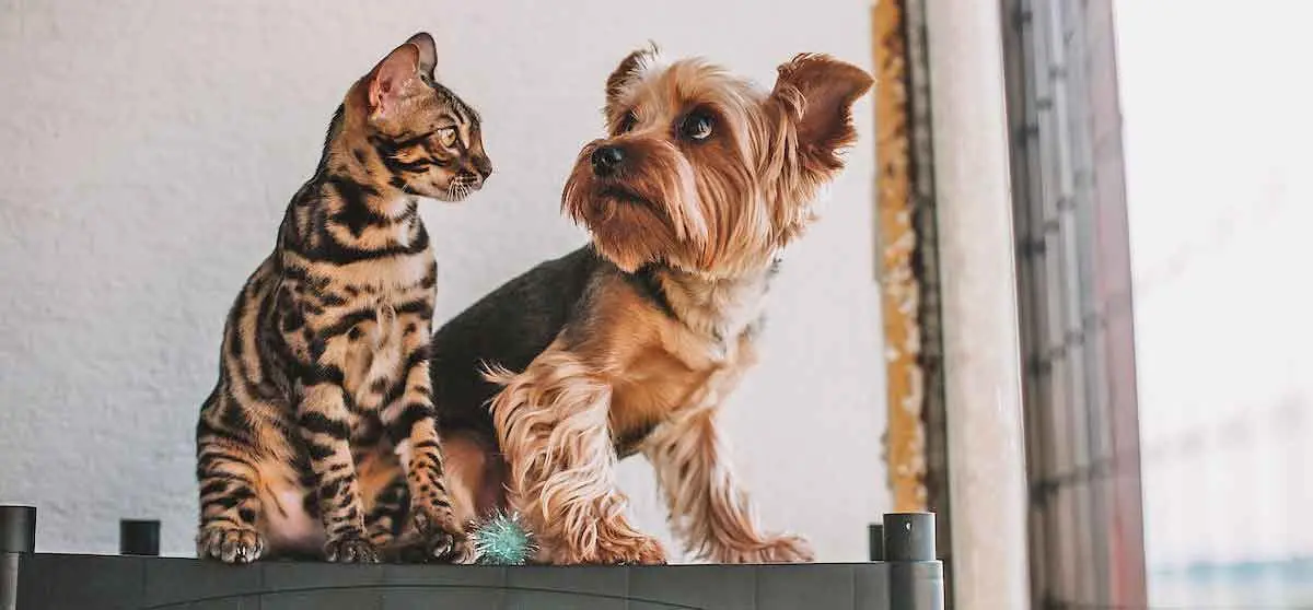 Cat and Dog Sitting Together on Table