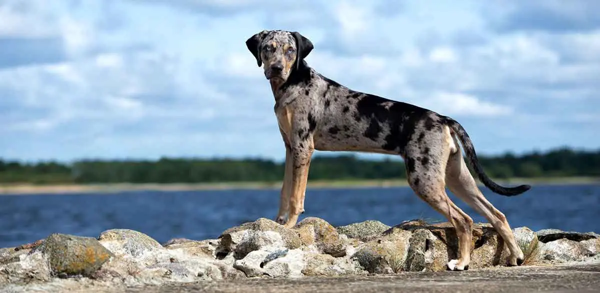 Catahoula leopard dog standing near water