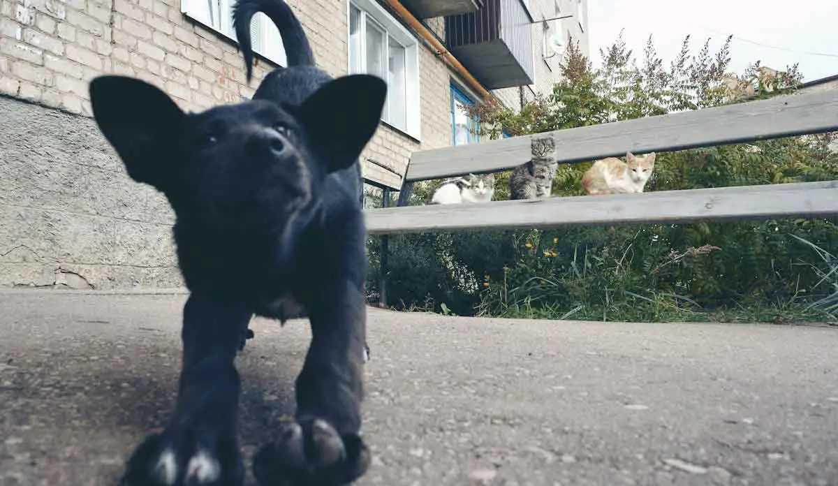 Cats Looking at Black Puppy while Sitting on Bench