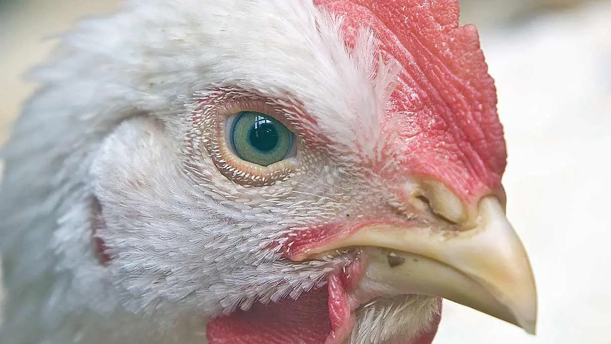 Chicken eyes (1)