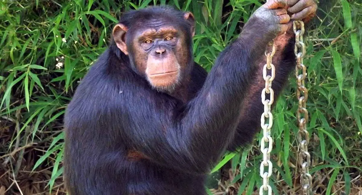 Chimpanzee_at_Mysore_Zoo