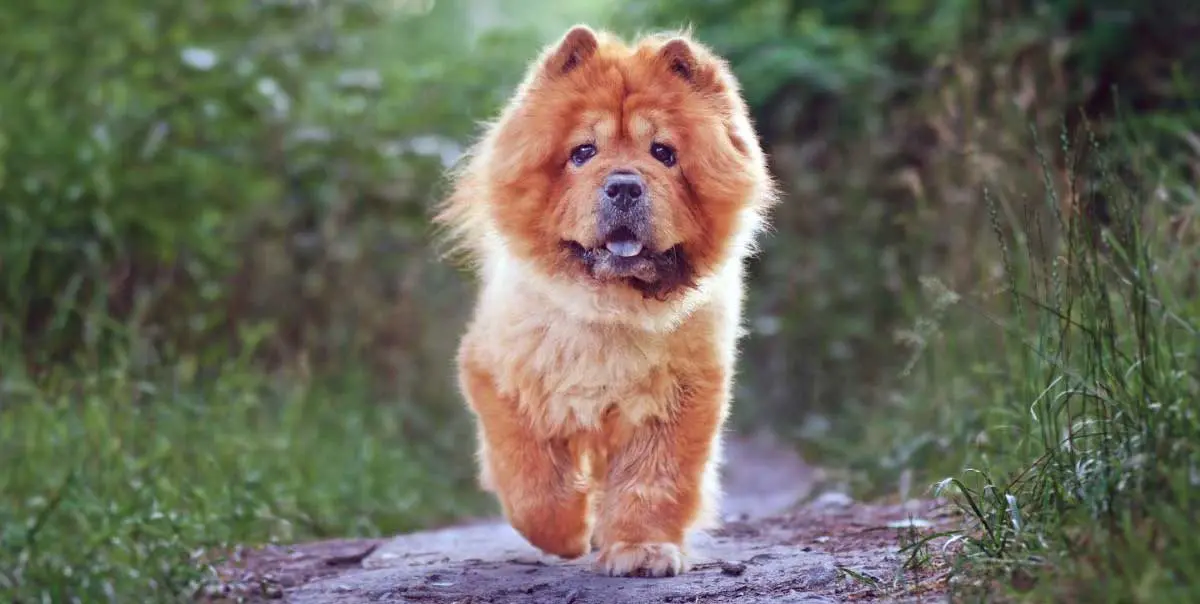 Chow Chow Dog Running Down Path in Garden