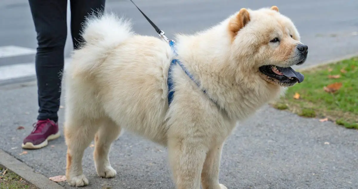 Chow Chow in Blue Harness on Walk