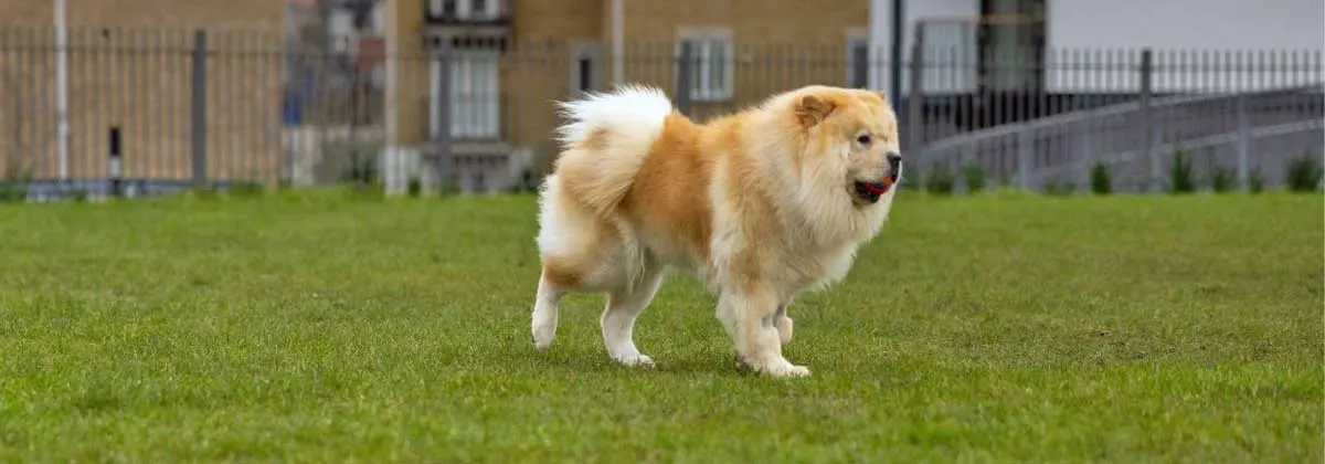 Chow Dog Walking on Grass Lot in Suburb