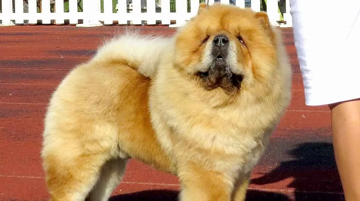 Chow chow