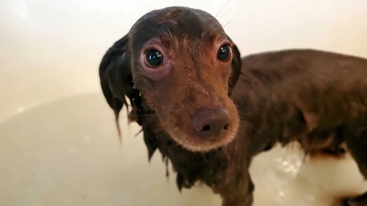 Cute_bath_dog