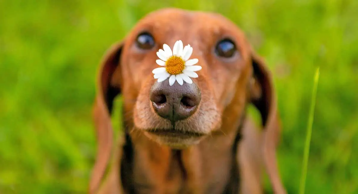 Dachshund flower