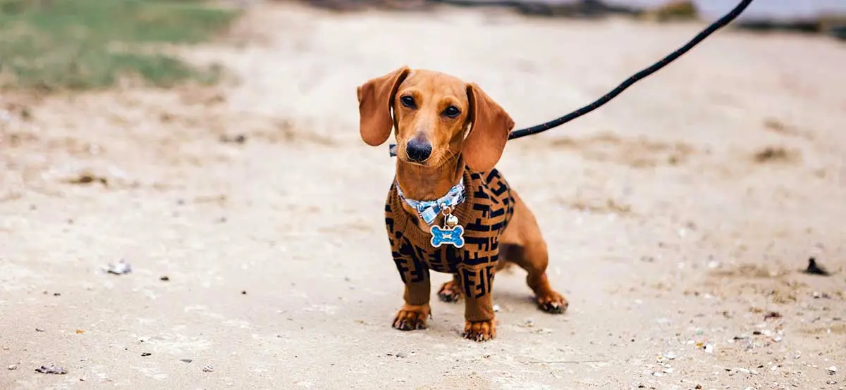 Dachshund leash