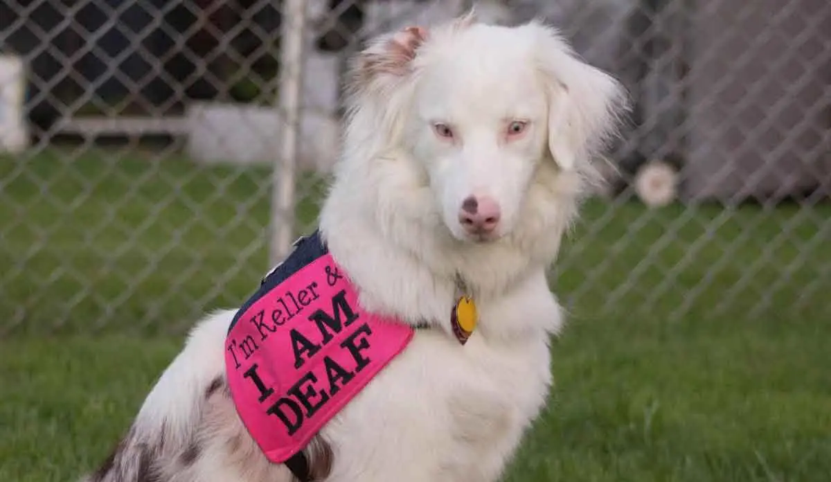 Deaf White Double Merle Dog Sitting in Grass