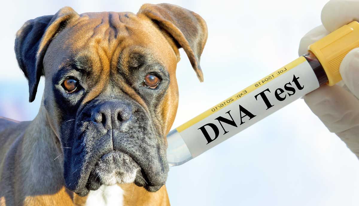 Do Dog DNA Tests Actually Work?