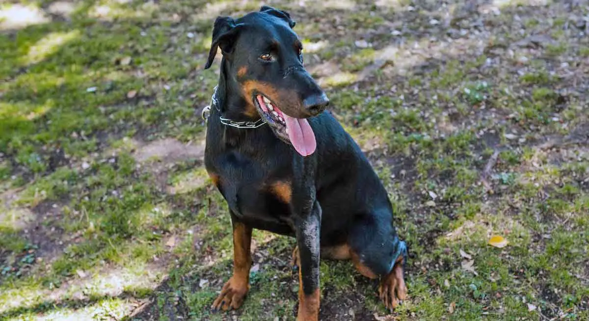 Doberman