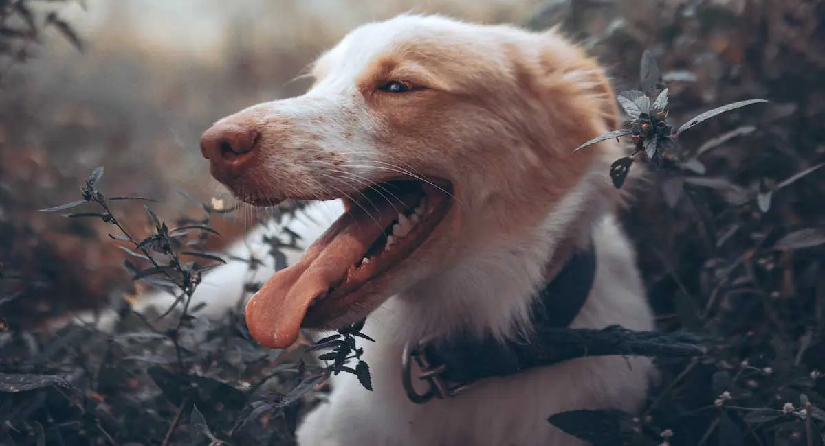 Dog Lying in Bushes Panting