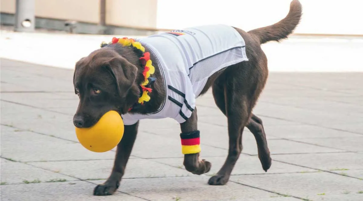 Dog ball