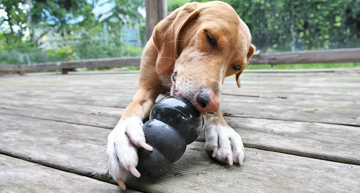 Dog_enjoying_black_kong_toy