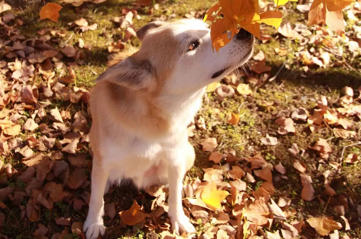 Dog in Vermont park, in the fall playing with leafs