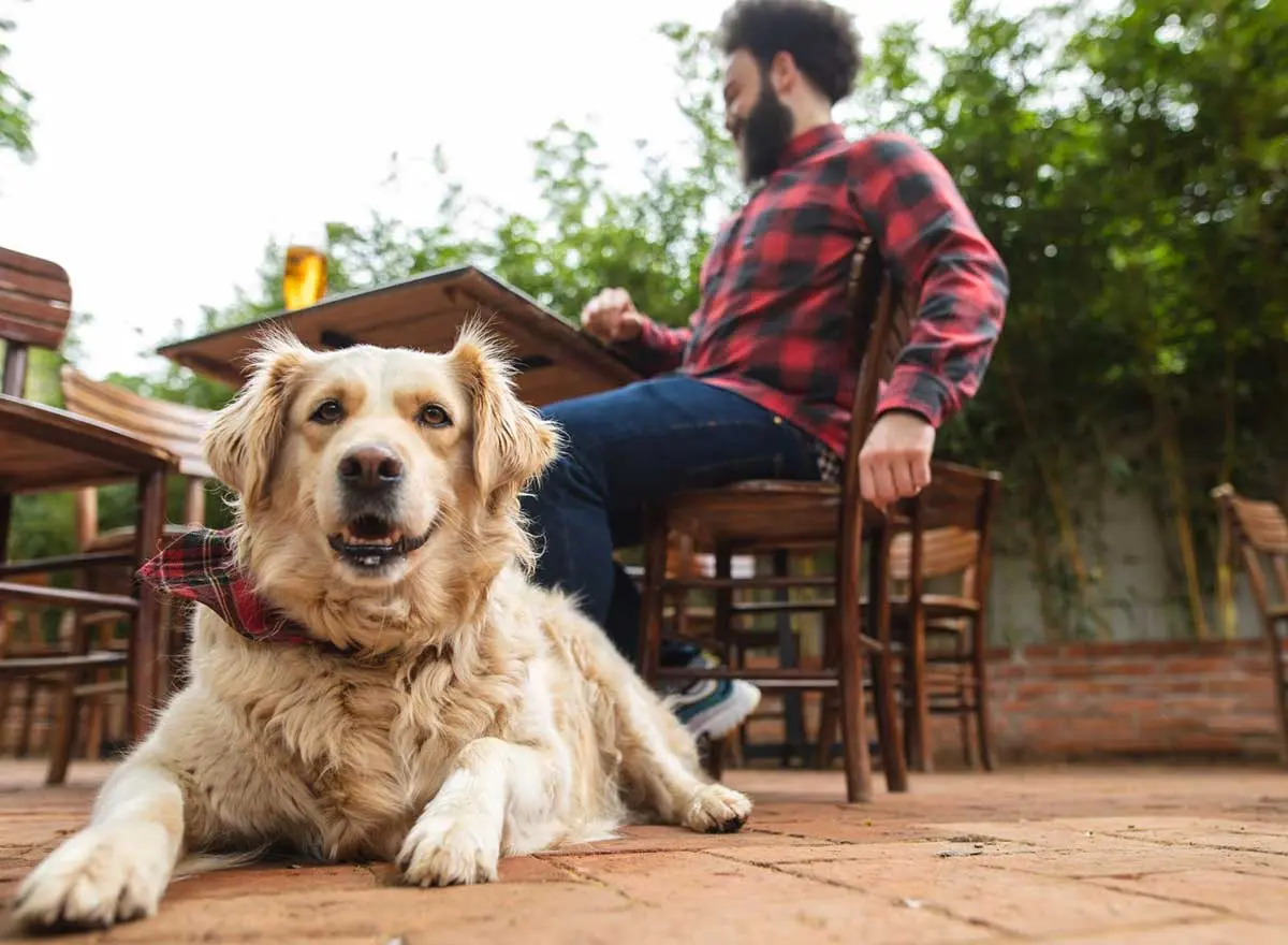 Dog in a brewery, in Asheville