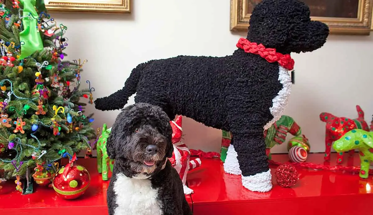 Dog_made_from_pipe_cleaners_in_the_White_House