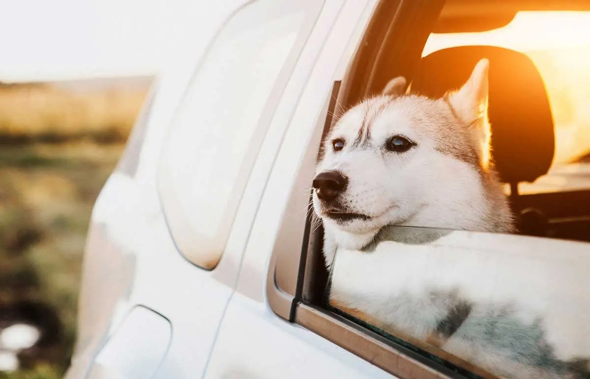 Dog on a roadtrip