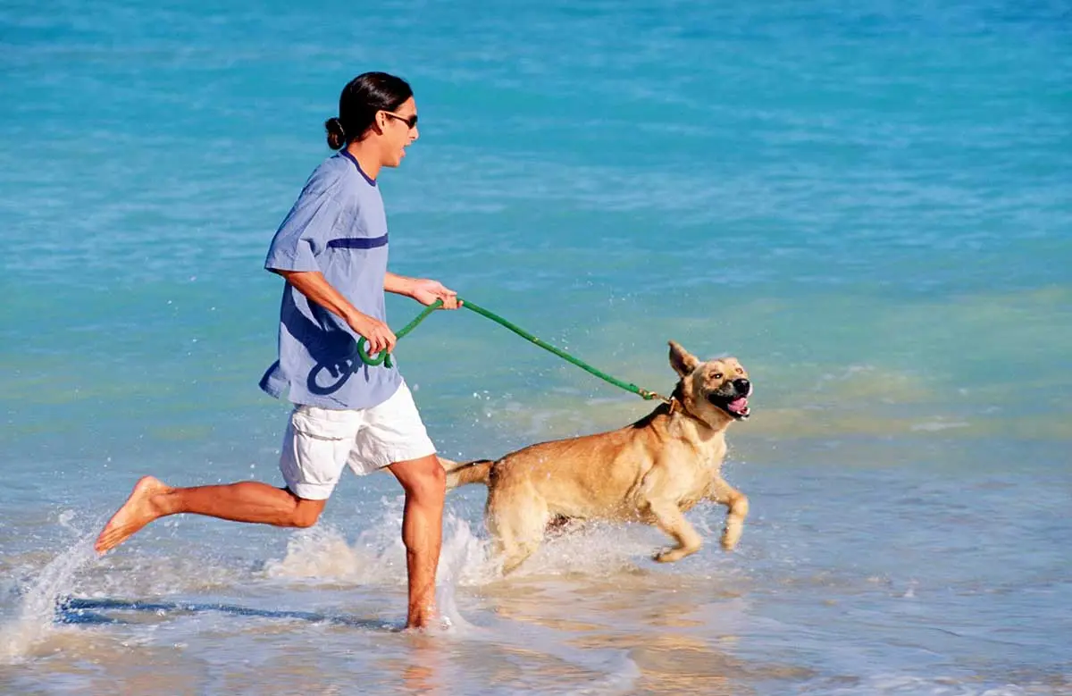 Dog running in Florida beach