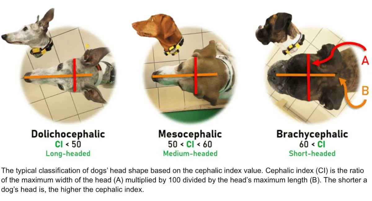 Dog skull shapes