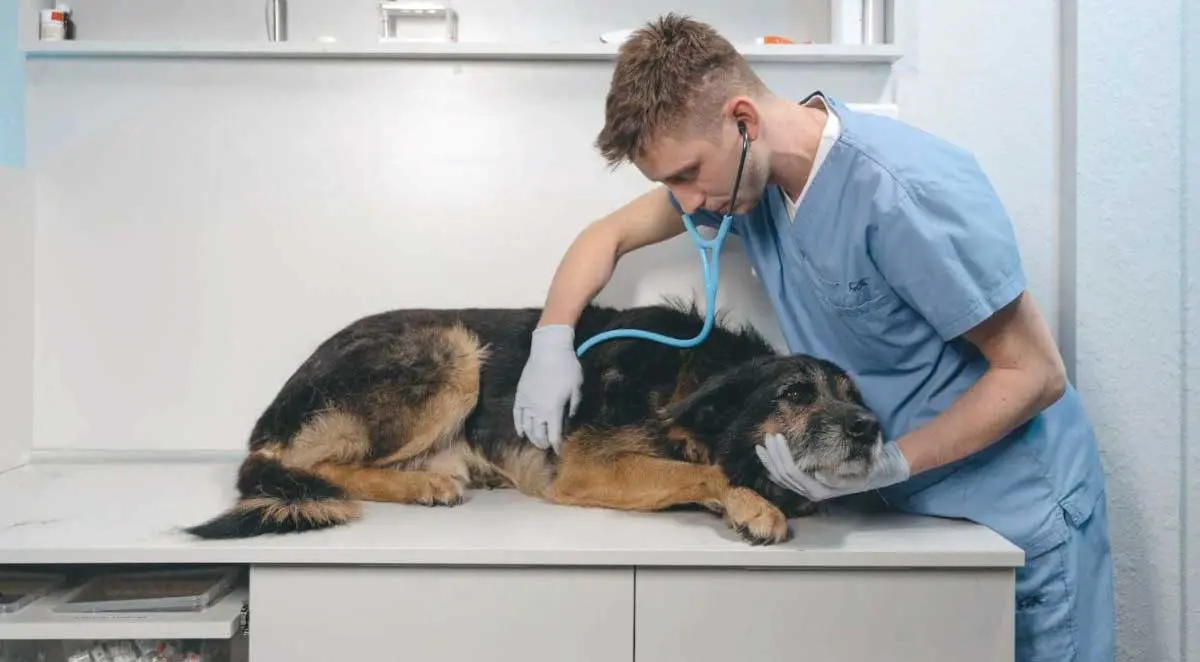 Dog vet