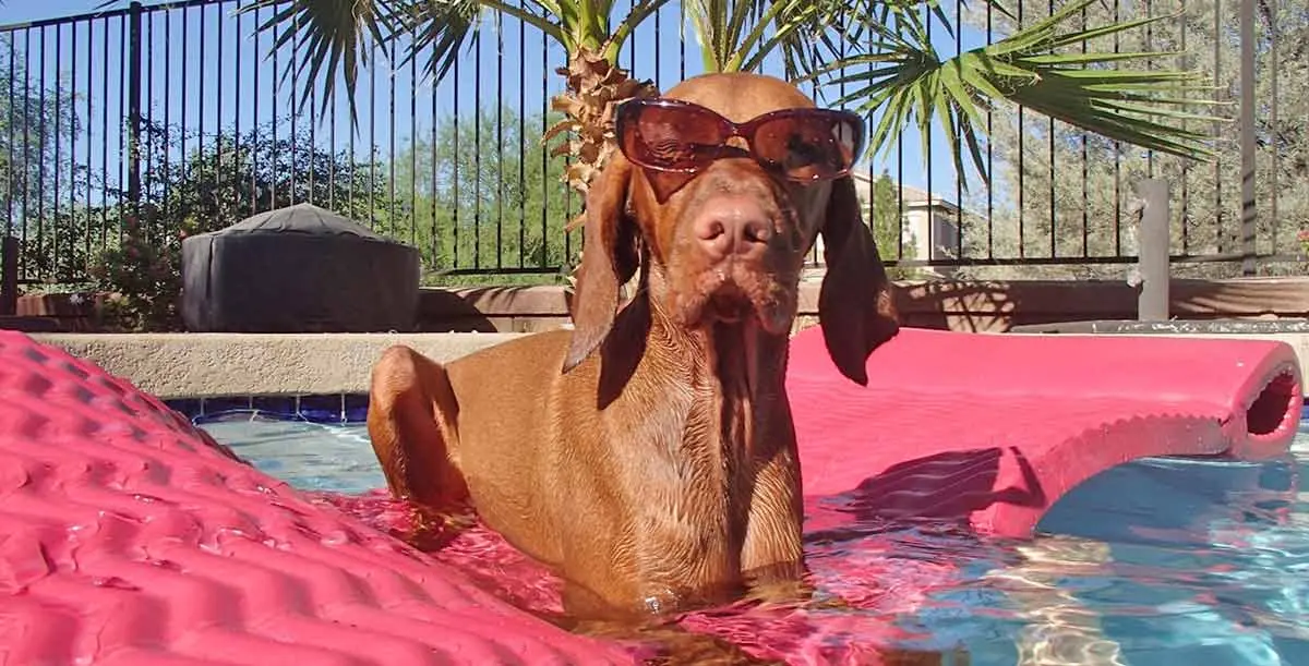 Dog with sunglasses