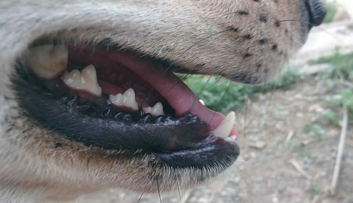 Dog_Mouth_Close up