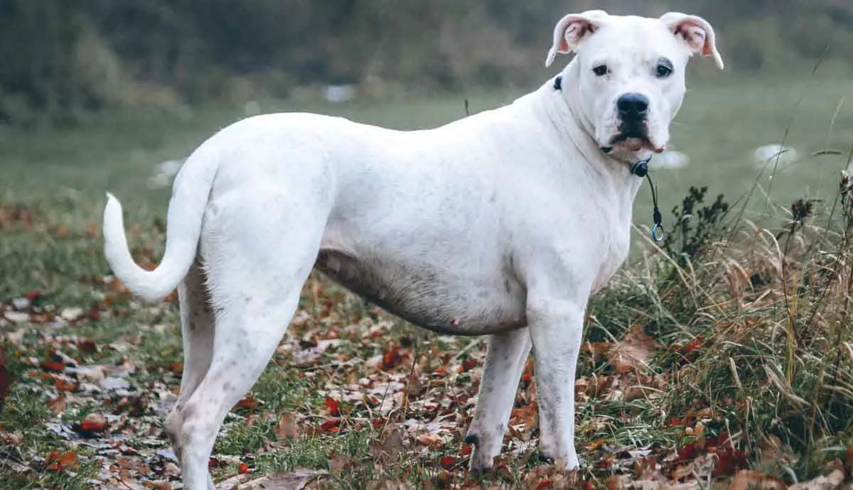 Dogo Argentino Standing in Leaves