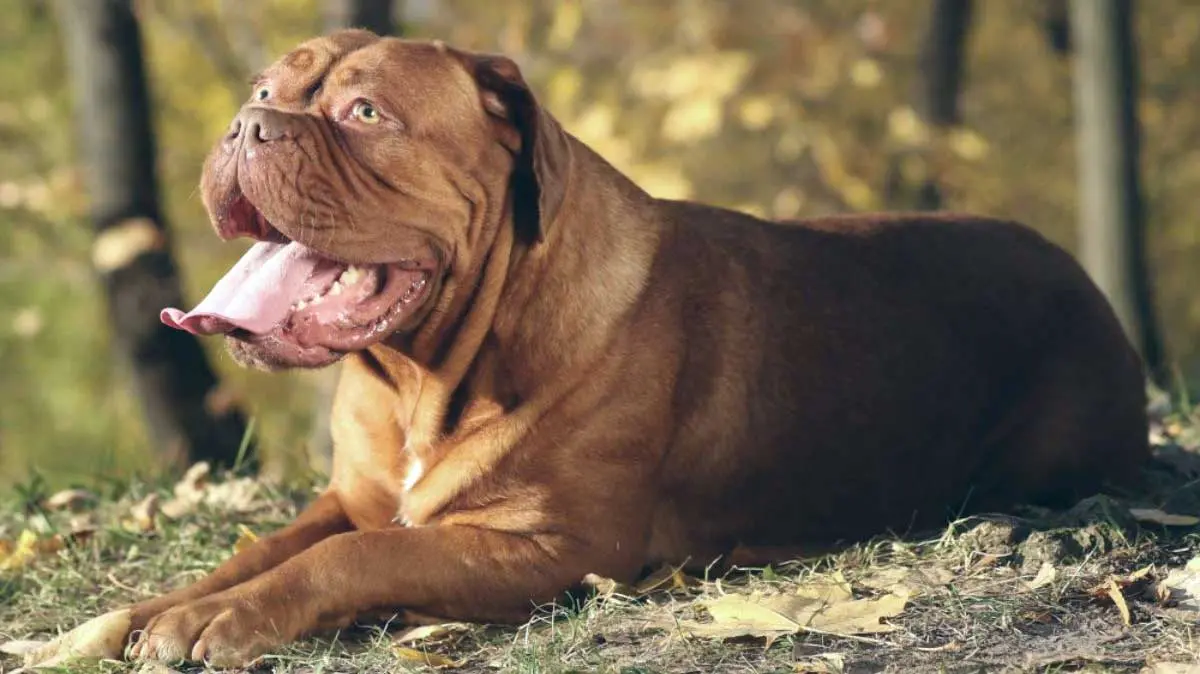 Dogue de Bordeaux Lying in Garden Leaves